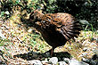 Weka photo