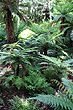 Fern Trees photo