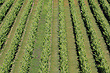 Vineyard photo