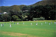 Cricket photos