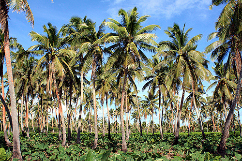 Palms in Tonga photos