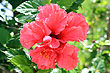 Hibiscus Flower photo