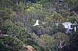 Cockatoo in flight photo