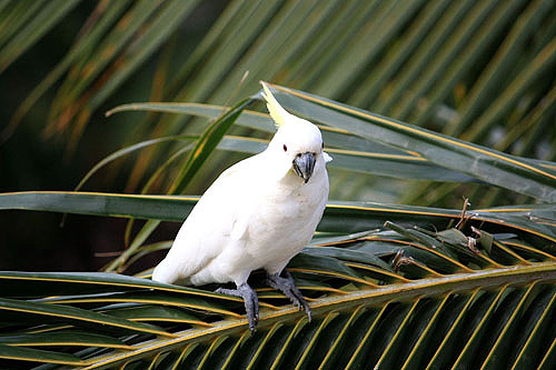 palm cockatoo habitat