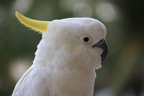 Cockatoo Side Profile photo