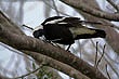 Australian Magpie photo