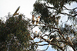 Wild Cockatoos photo