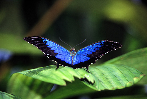 Australian Butterflies photos