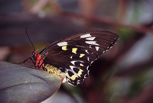 Female Cairns Birdwing photo