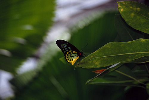 Male Cairns Birdwing photo