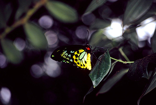 Cairns Birdwing Butterfly photo