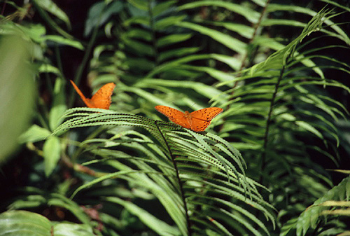 Two Male Cruiser Butterflies photo