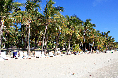Palm Trees on Catseye Beach photo