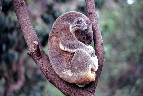 Resting Koala photo
