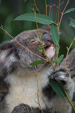 Koala Eating Leaves photo