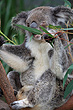 Koala photo