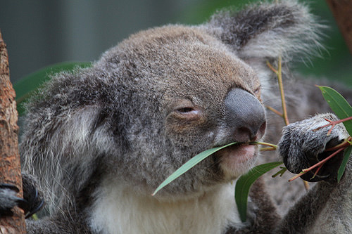 Koala photos