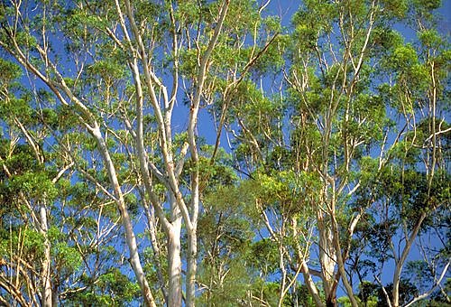 Eucalypt Trees photo