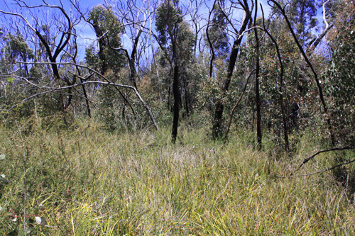 Burned Eucalyptus photo