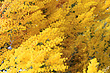 Golden Wattle Flowers photo