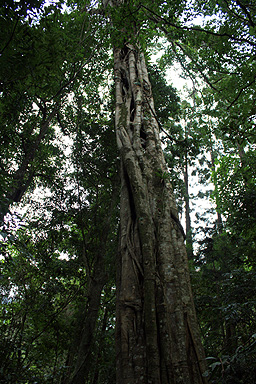 Subtropical Tree photo