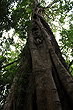 Rainforest Tree photo