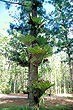 Hoop Pine on Fraser Island photo