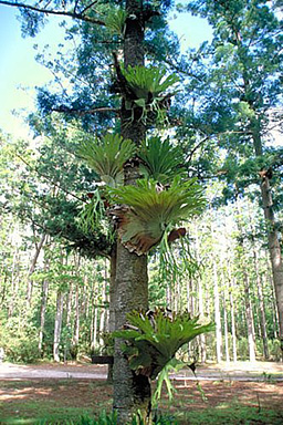 Australian Pine Tree photo