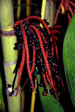 Ivory Cane Palm photo