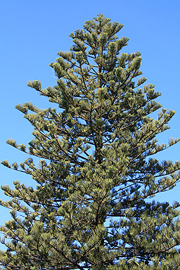 Norfolk Pine photo