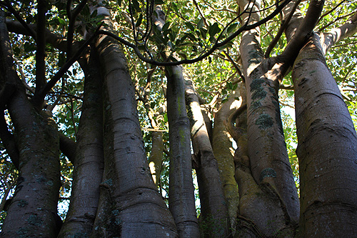 Moreton Bay Fig tree photos