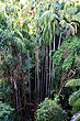 Tamborine Rainforest photo