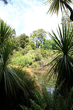 New Zealand Natives photo