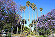Palms and Jacarandas in Napier photo