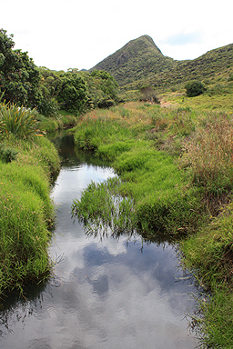 Rotorua Wetlands photo