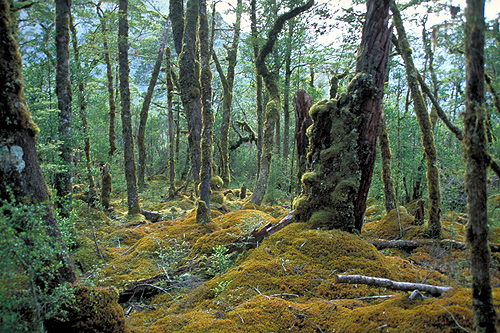 New Zealand Beech Forest photos