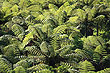 New Zealand Ferns photos
