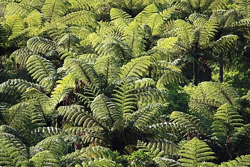 New Zealand Ferns photo