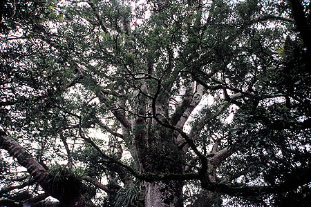 Kauri Canopy photo