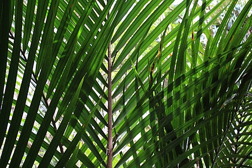 Nikau Palm Leaves New Zealand photo