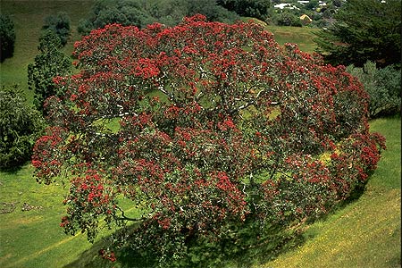 Pohutukawa Tree photo