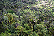 Rain Forest Canopy photo
