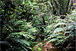 Northland Rain Forest photo