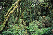 Taranaki Forest photo