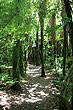 Rain Forest Walk photo