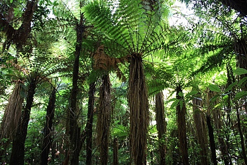 NEw Zealand Rainforest photo