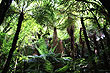 Rain Forest photo