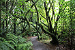 Rain Forest Walk photo