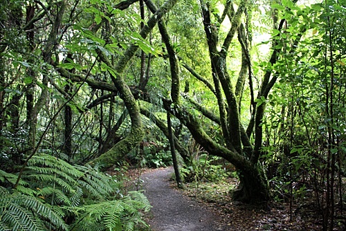 New Zealand Temperate Rainforest photos