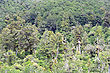 Rain Forest Canopy photo